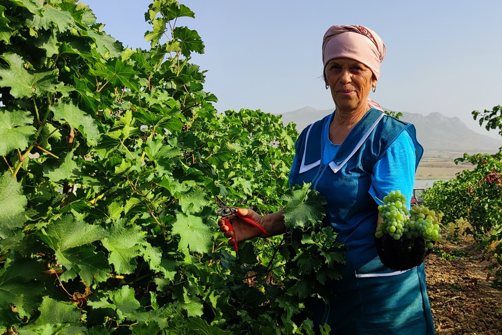 Изобретение крымских ученых уже ждут в хозяйствах полуострова. Оно может изменить экономику отрасли виноградарства. 