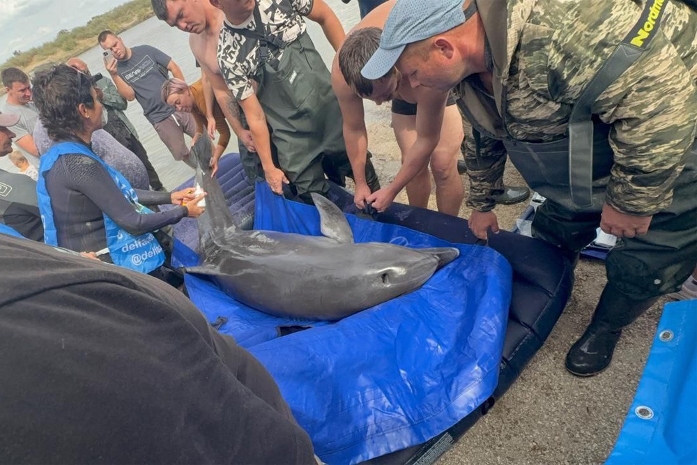 Как только афалину поместили на носилки, то сразу удалили с ее хвостового плавника лески и крючок, которые накидали рыбаки.