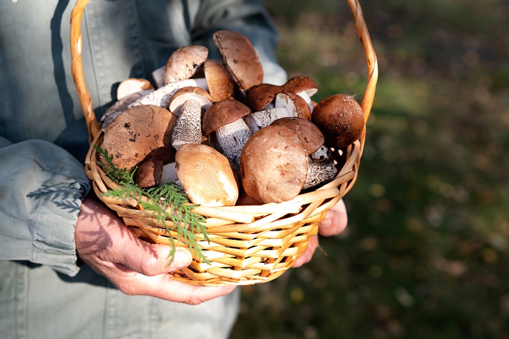 корзина с грибами