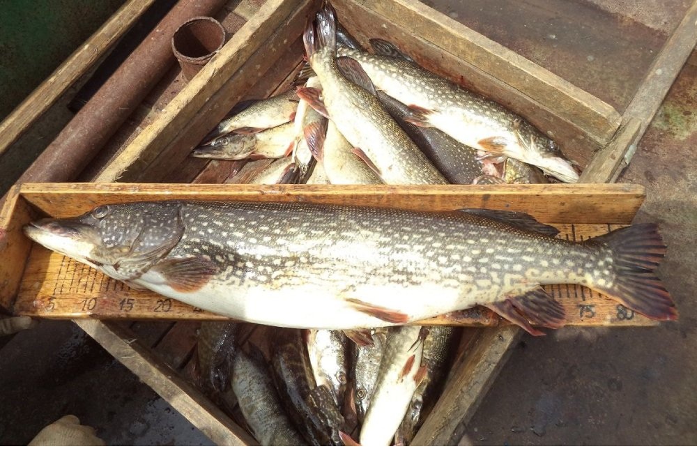 У ученых вызывает беспокойство стойкое снижение доли самок щук в популяции, что напрямую влияет на воспроизводство вида