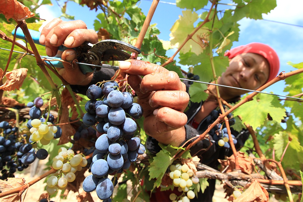 Виноград в регионе вызревает несладкий, самый подходящий для производства вина.