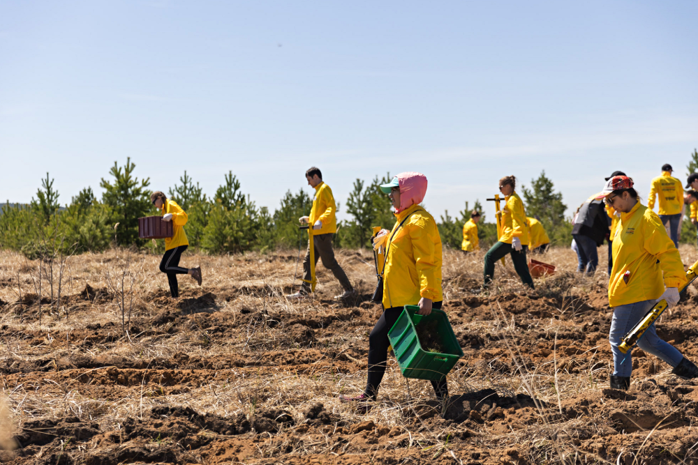 Чтобы качественно восстановить лес, нужны хорошие саженцы, соблюдение правил их посадки, грамотный уход. И, конечно же, неравнодушные люди - волонтеры.
