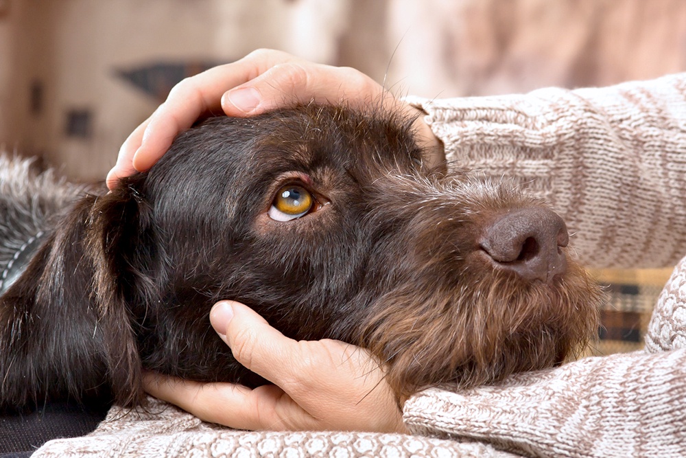Морда собаки на коленях у человека