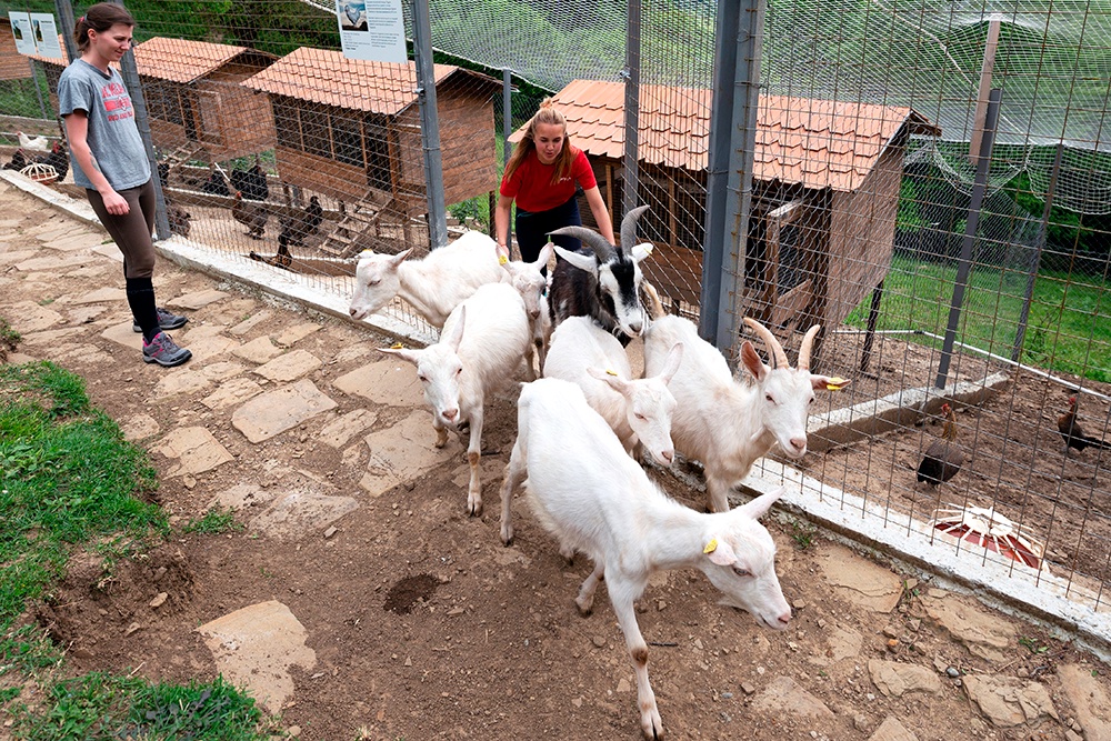 В России появляется все больше хозяйств, ориентированных на прием посетителей. В России появляется все больше хозяйств, ориентированных на прием посетителей.