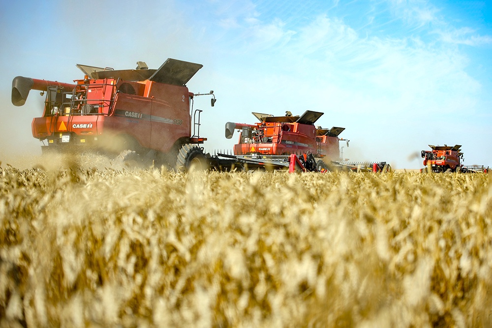 Комбайны убирают пшеницу на полях в Волгоградской области.