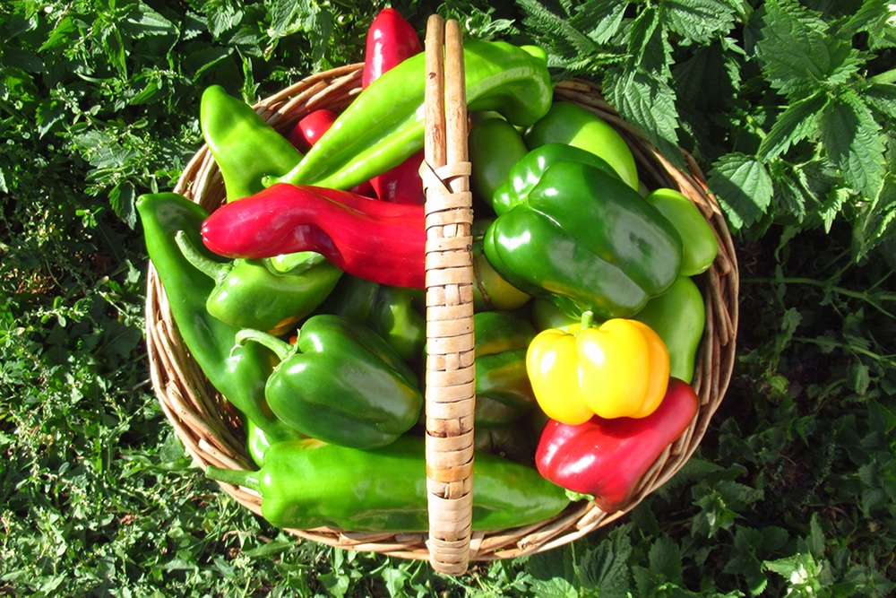 Корзина с перцами разных цветов