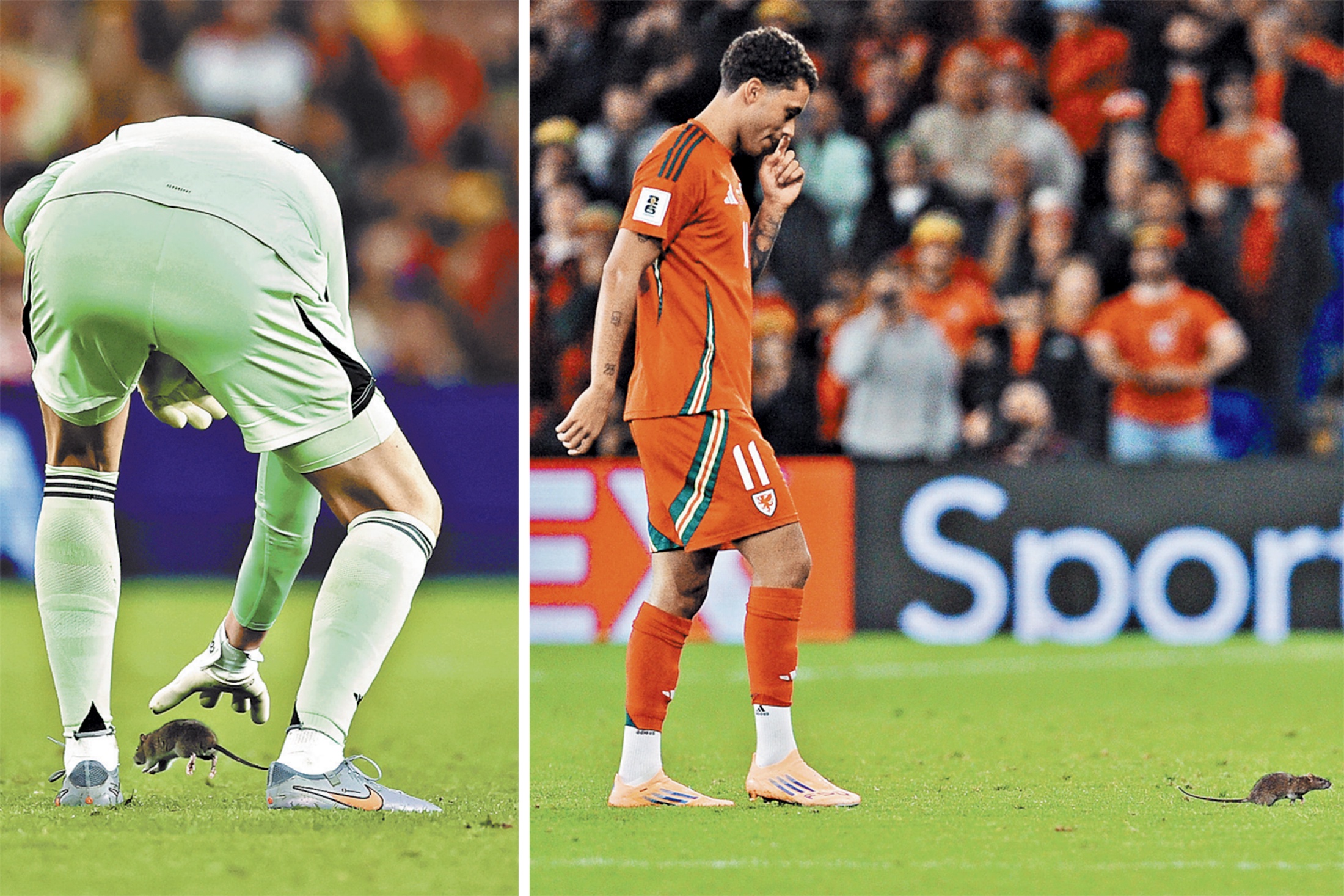 Главным героем матча Уэльса с Бельгией в Кардиффе стала большая, упитанная крыса - внимание болельщиков и футболистов было приковано именно к ней.