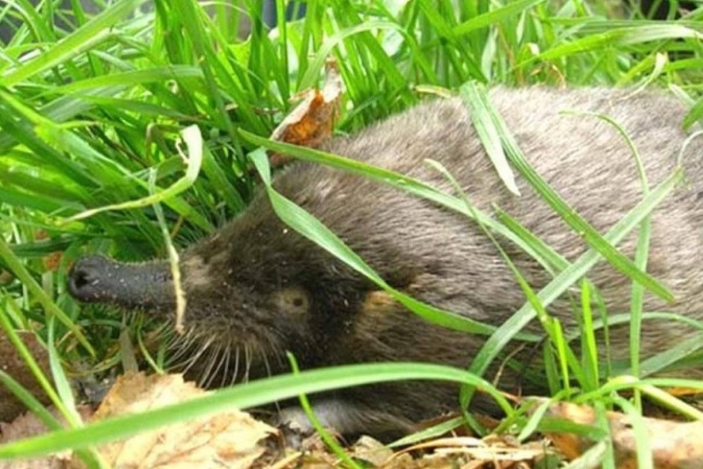 Выхухоль занесена во все возможные Красные книги.