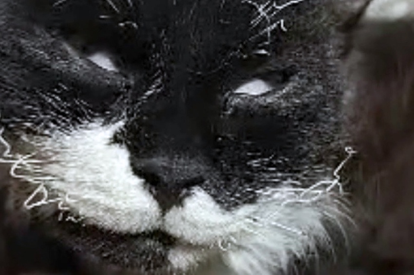 С внутренней стороны бедра у кота застрял осколок. Мордочка и усы оказались обожженны.