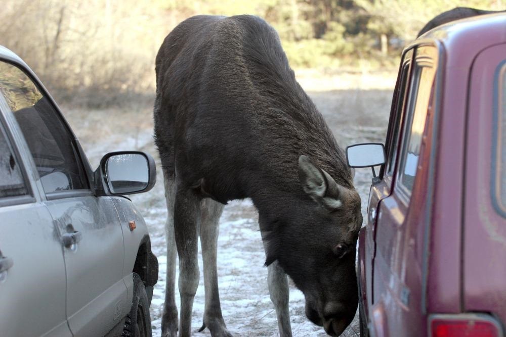 Одна из причин роста ДТП - значительное увеличение популяции копытных.
