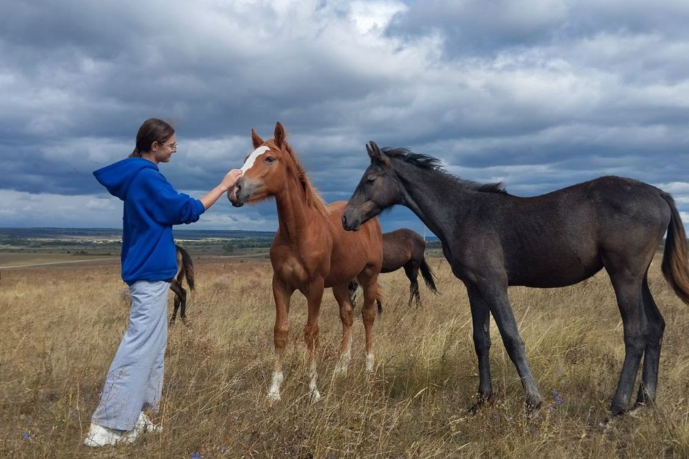 На Лимаревском конном заводе ведут работу по селекции орловской и русской рысистых пород.