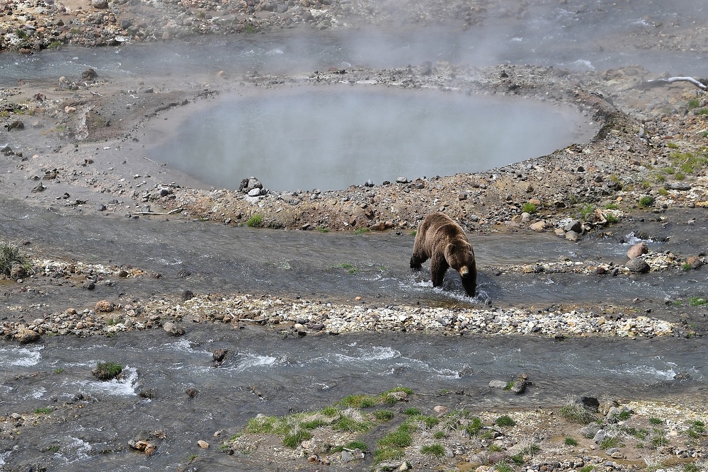Медведей на Камчатке можно встретить везде, в том числе и в знаменитой Долине гейзеров.