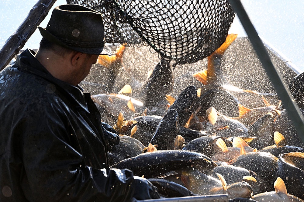 Рыбы-старожилы азовских вод лидируют по количеству, а вес - больше у новичков. Рыбы-старожилы азовских вод лидируют по количеству, а вес - больше у новичков.