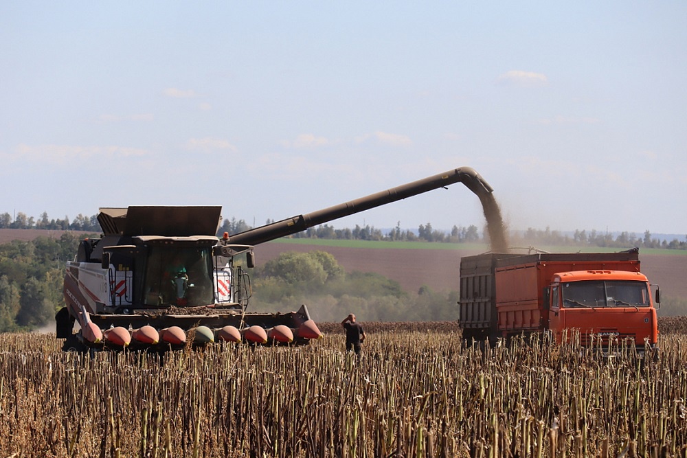 Часть приграничных земель вынужденно не обрабатывается. Но показатели урожайности выше прошлогодних.