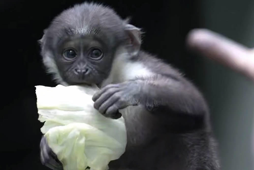 Малыш уже начал пробовать другую пищу помимо материнского молока.