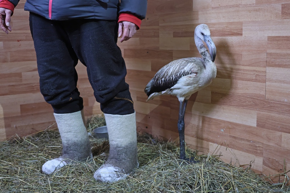 В конце прошлого года Кеша выглядел как испуганный нескладный подросток.