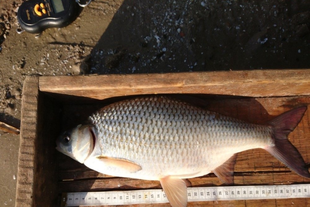 Последний экземпляр крупной воблы длиной более 35 сантиметров и весом свыше полутора килограммов фиксировался астраханскими  учеными в 2019 году