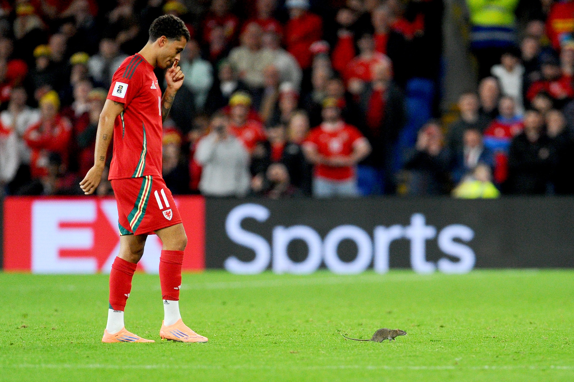 Главным героем матча Уэльса с Бельгией в Кардиффе стала большая, упитанная крыса - внимание болельщиков и футболистов было приковано именно к ней.