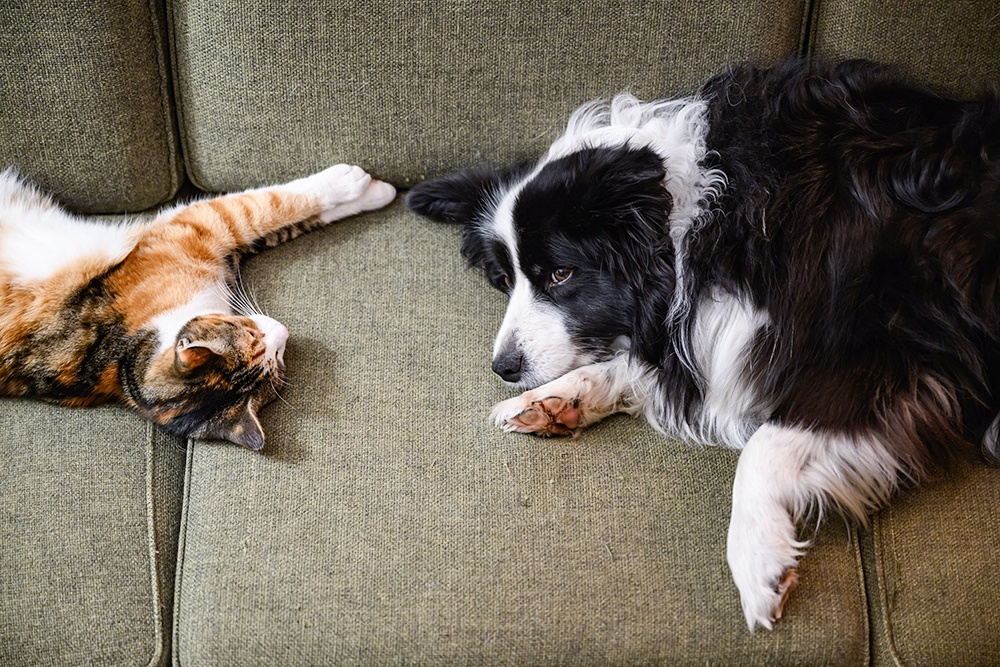 В Госдуме планируют обязать хозяев убирать за питомцами в домах