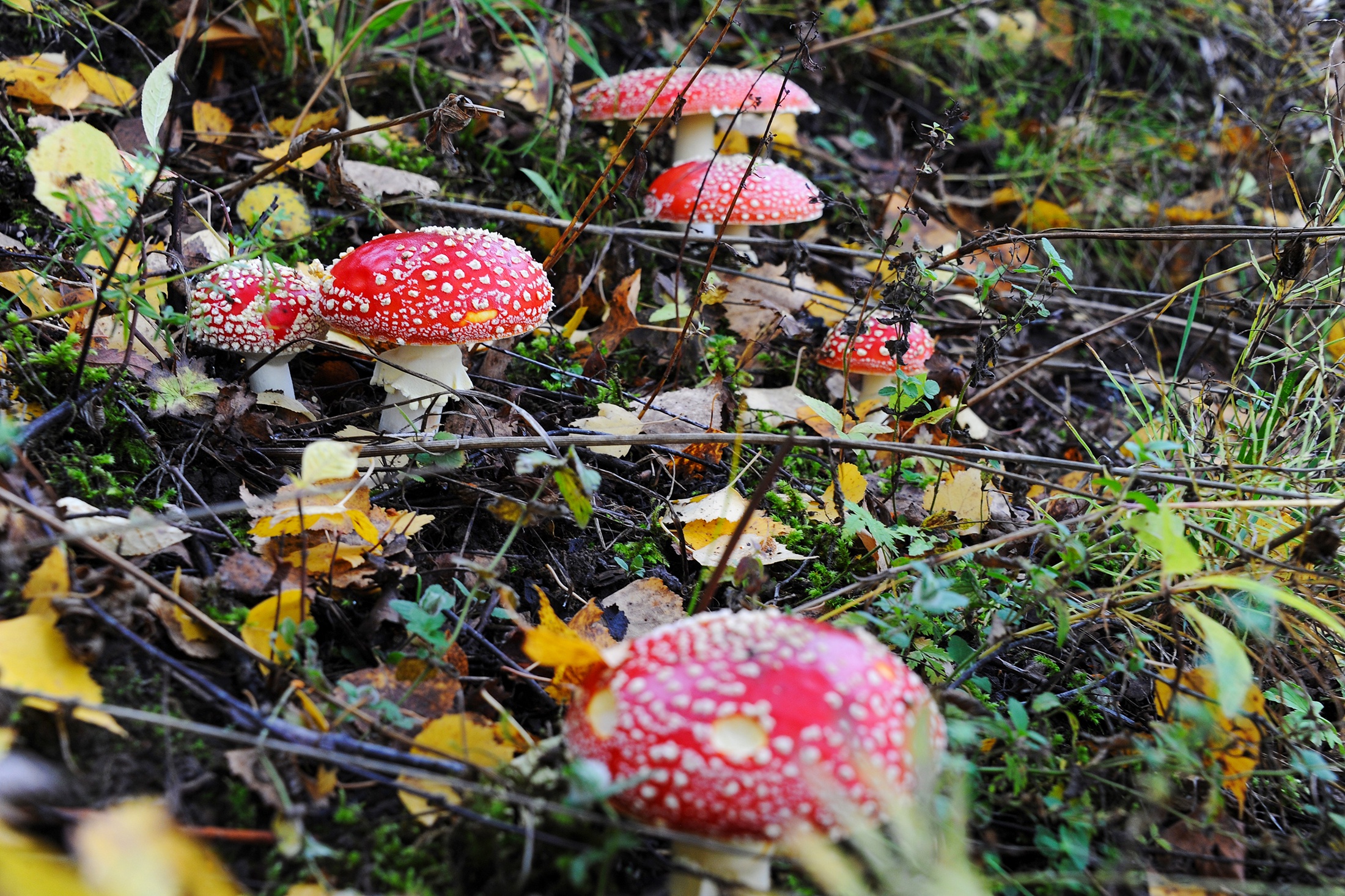 Зависимость и летальный исход: Чем опасен "мухоморный микродозинг" Зависимость и летальный исход: Чем опасен "мухоморный микродозинг"
