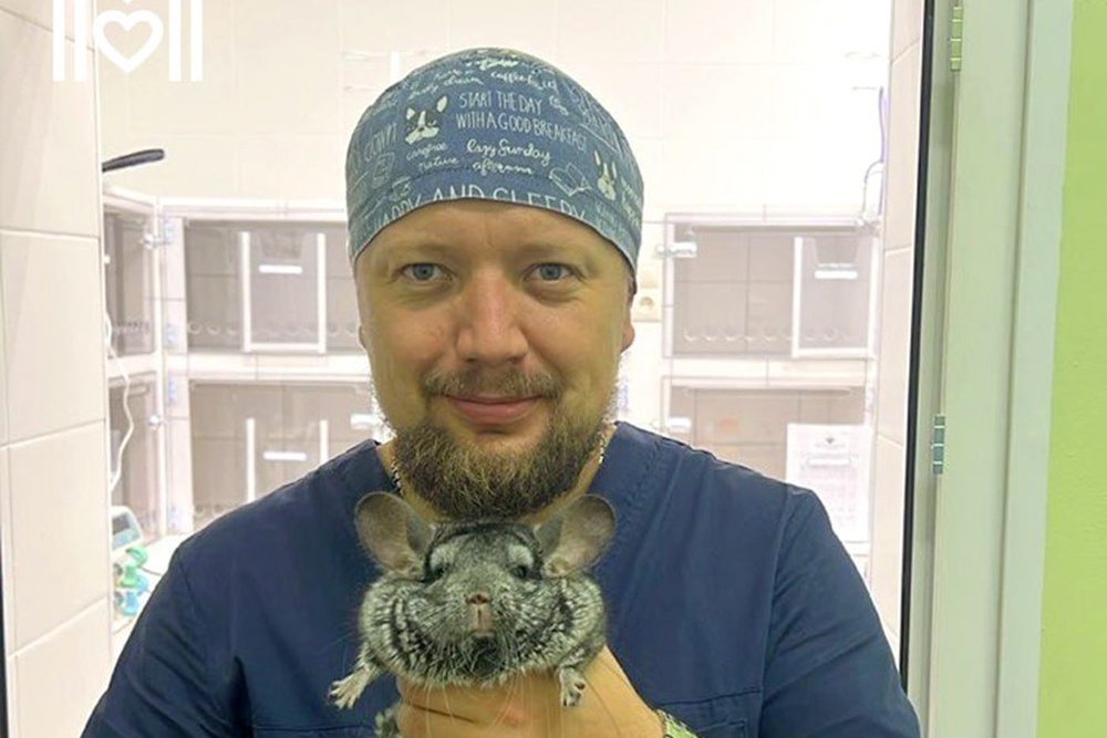 В Москве прооперировали шиншиллу В Москве прооперировали шиншиллу