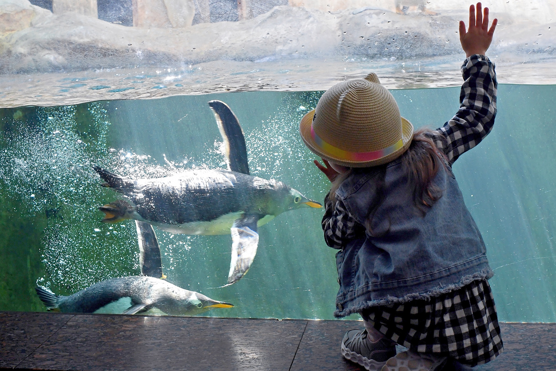 В зоопарке живут три вида пингвинов: папуанские, южноафриканские и пингвины Гумбольдта. В зоопарке живут три вида пингвинов: папуанские, южноафриканские и пингвины Гумбольдта.