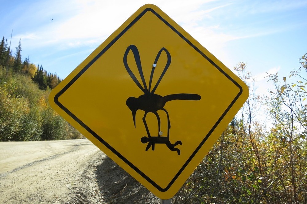 Не каждый комар долетит до Исландии. Но как минимум один все же долетел. И сделал он это на самолете.