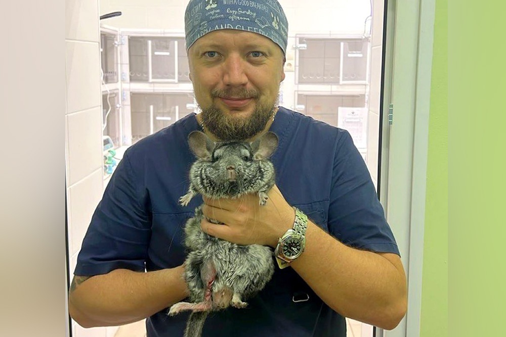 Хирург-ратолог Александр Степанов и его пациент шиншилла Чер. 