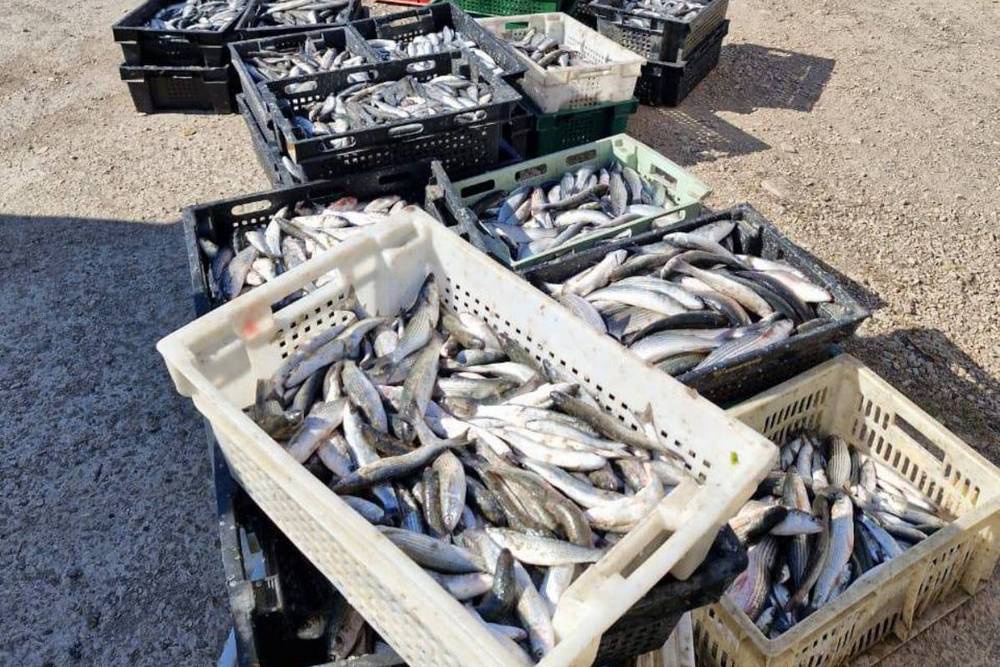 В Севастополе будут судить браконьеров, поймавших 10 тысяч кефалей в порту