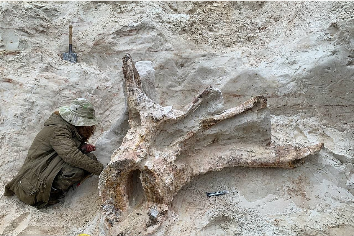 Ученые считают, что этот огромный древний пень представляет большой интерес для мировой науки. Ученые считают, что этот огромный древний пень представляет большой интерес для мировой науки.