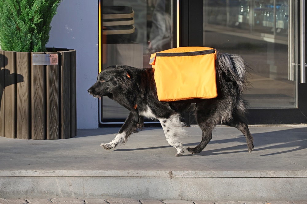 Некоторые доставщики довольны графиком и оплатой труда, другие считают: у них собачья работа.