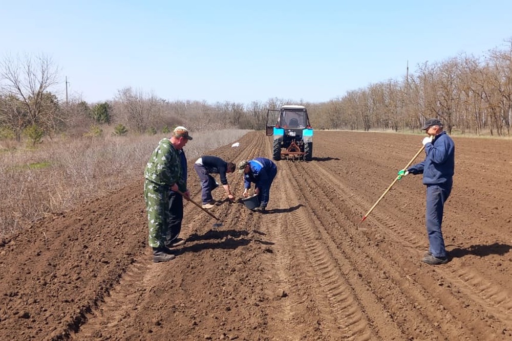 Каждый год в крае высаживают 54 гектара лесных деревьев