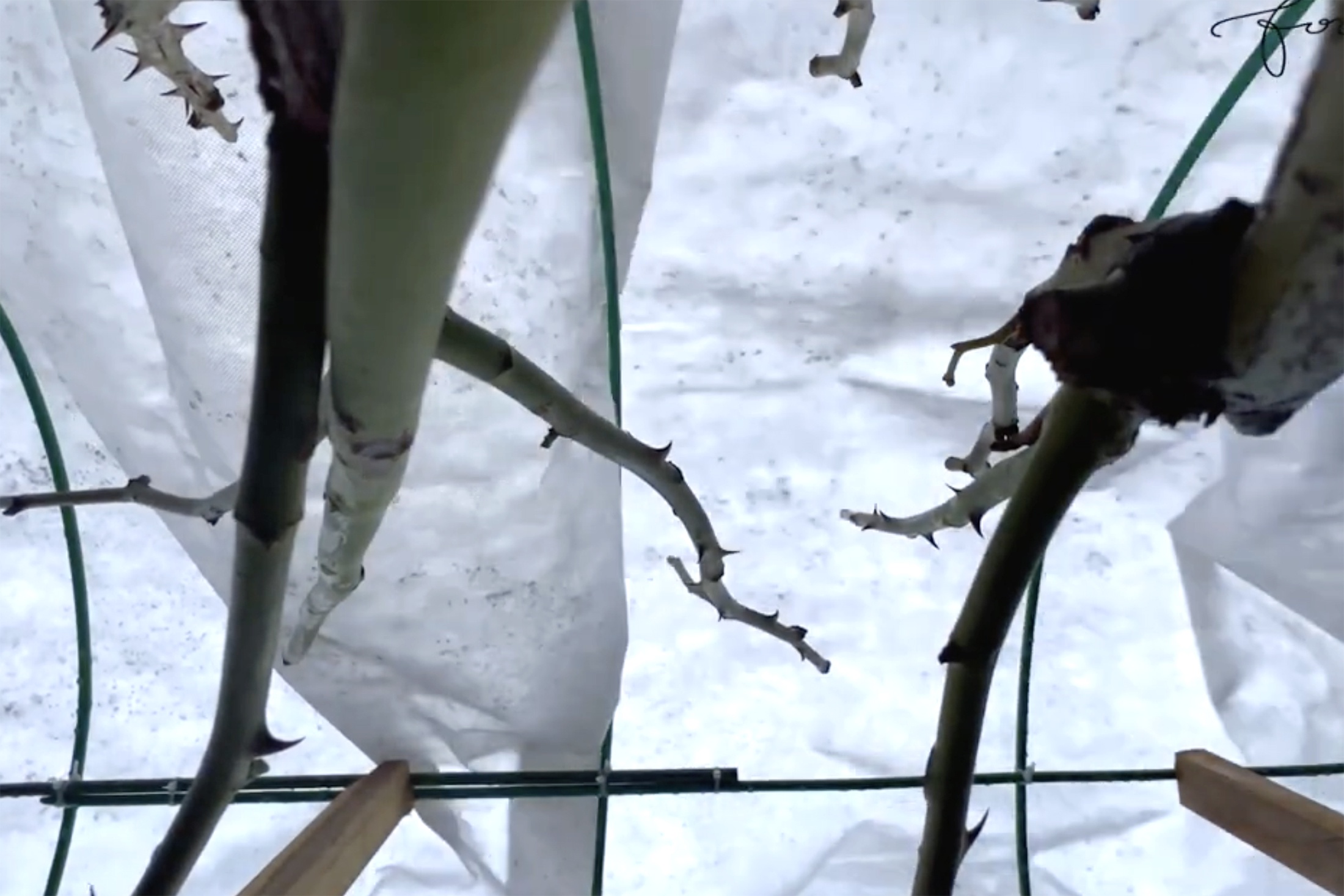 укрывание роз