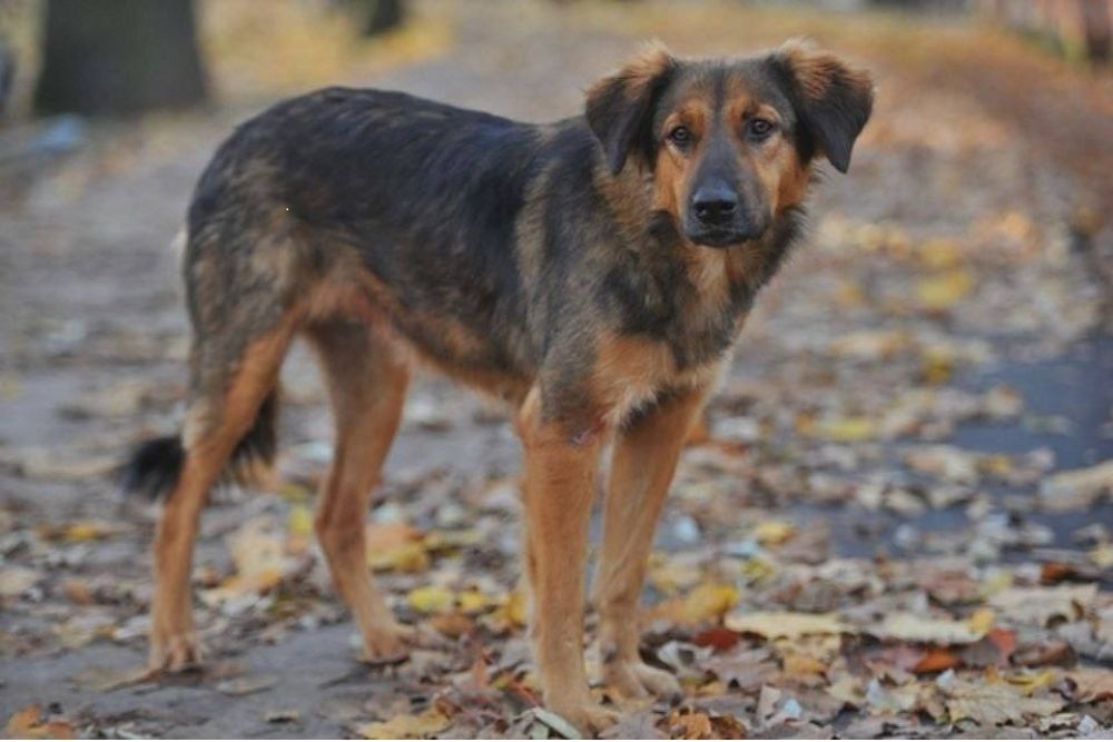 В Астраханской области введены штрафы, которые помогут защитить сотрудников, занимающихся отловом безнадзорных собак.