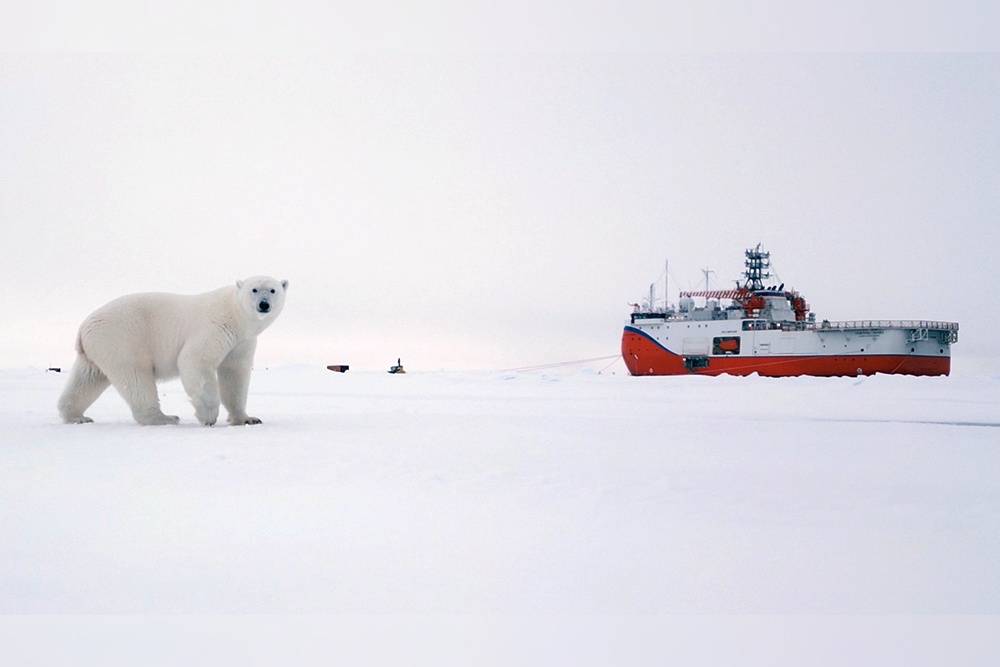 В районе, где сейчас находится СП-42, белые медведи теперь будут частыми гостями.