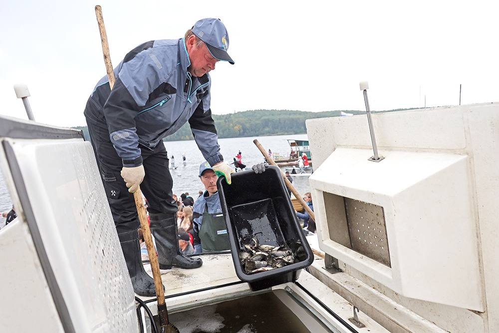 24 тысячи мальков сазана выпустили в три крупных водоема Свердловской области.