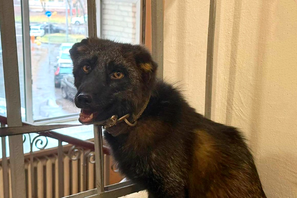 Трехгодовалого чернобурого лиса по кличке Нильс из квартиры передали сразу в столичный зоопарк. 