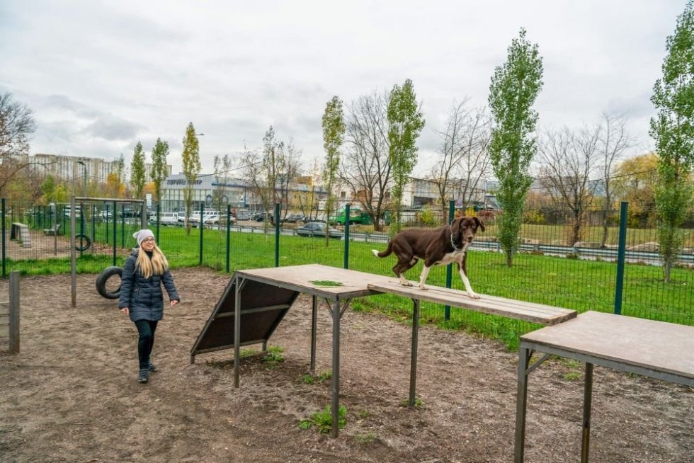 Росстандарт утвердил ГОСТ на собачьи площадки