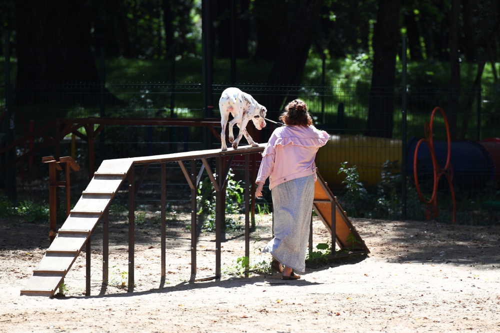 ГОСТ для собачьих площадок заработает в России с 1 апреля 2026 года