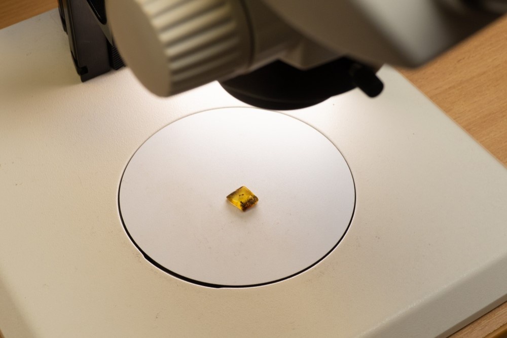 Останки древнего муравья в янтаре изучили под микроскопом.