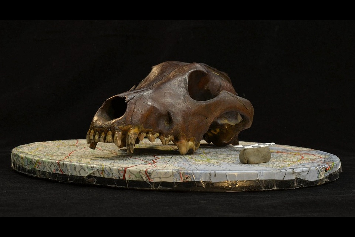 Археологический образец черепа представителя семейства псовых.