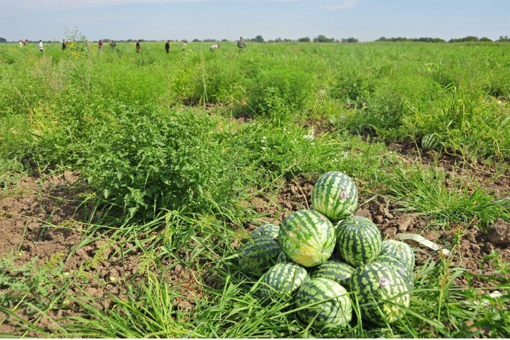 Астраханская область не теряет статус "всероссийского огорода" из года в год наращивая объемы собранного урожая с местных полей