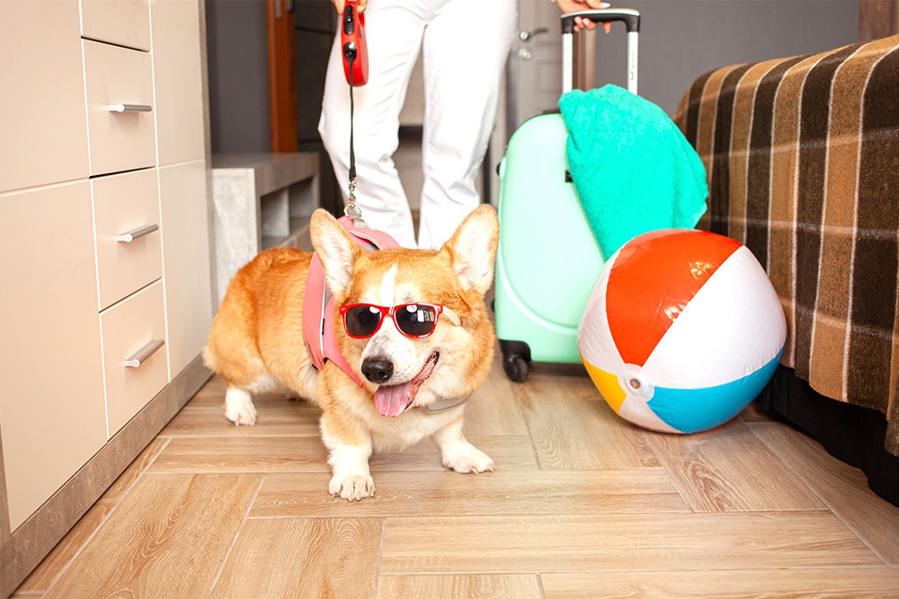 Владельцам собак некрупных пород, например популярных сейчас вельш-корги, стало проще путешествовать с ними.