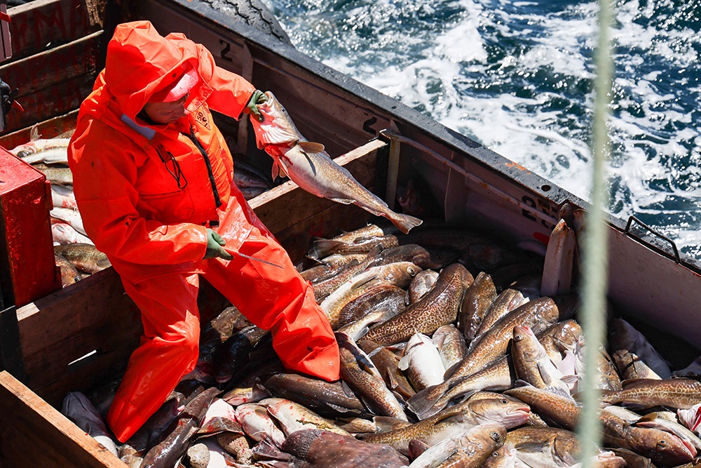 В море ученые находят источники для разработки новых лекарств.