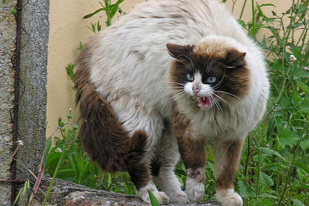 Украинский журналист считает, что украинские коты никогда не говорят: "мяу", только "няв", они не "мяукают, а нявкают". Украинский журналист считает, что украинские коты никогда не говорят: "мяу", только "няв", они не "мяукают, а нявкают".