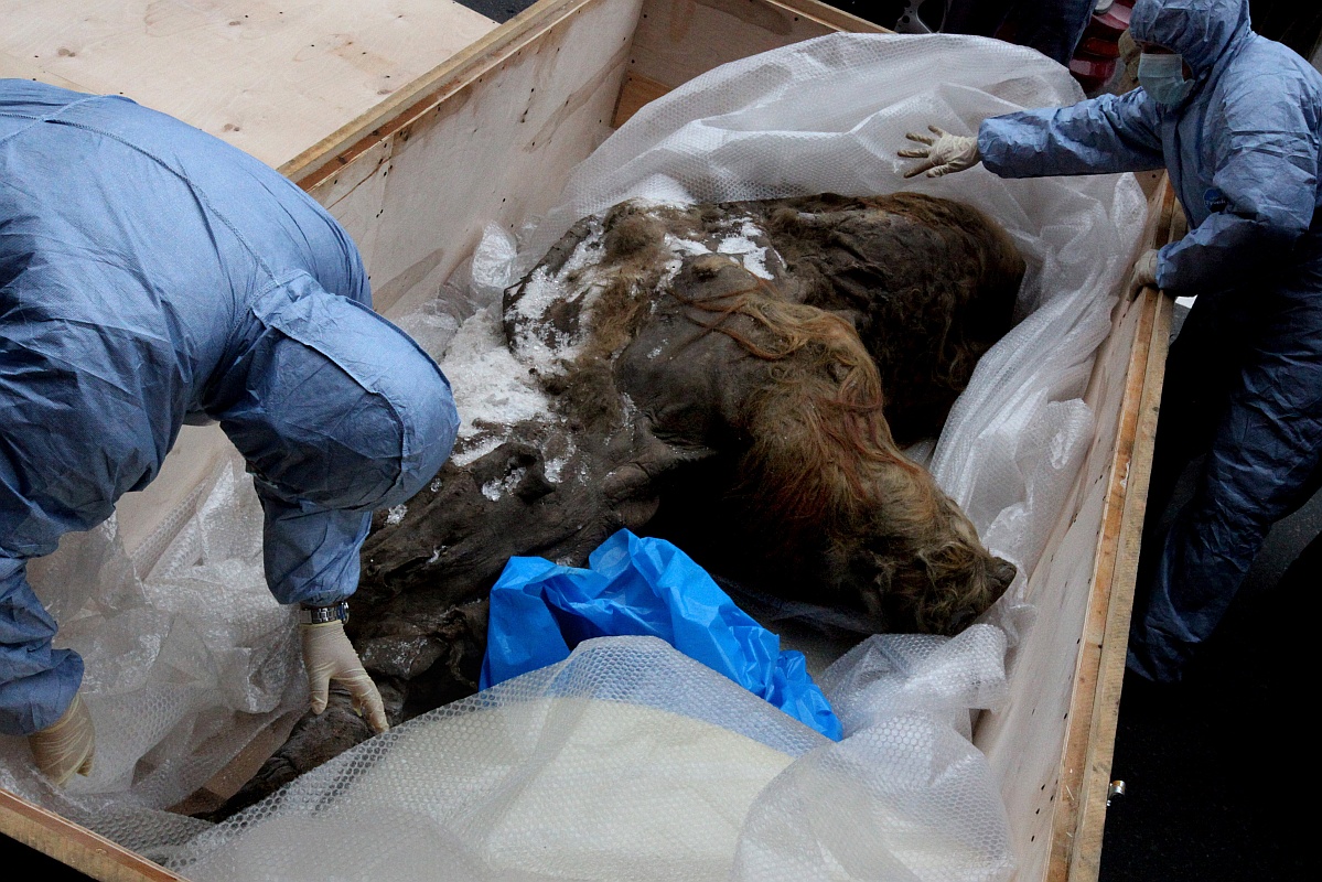 Ученые работают с останками Юки сразу после обнаружения. 2014 год. Ученые работают с останками Юки сразу после обнаружения. 2014 год.