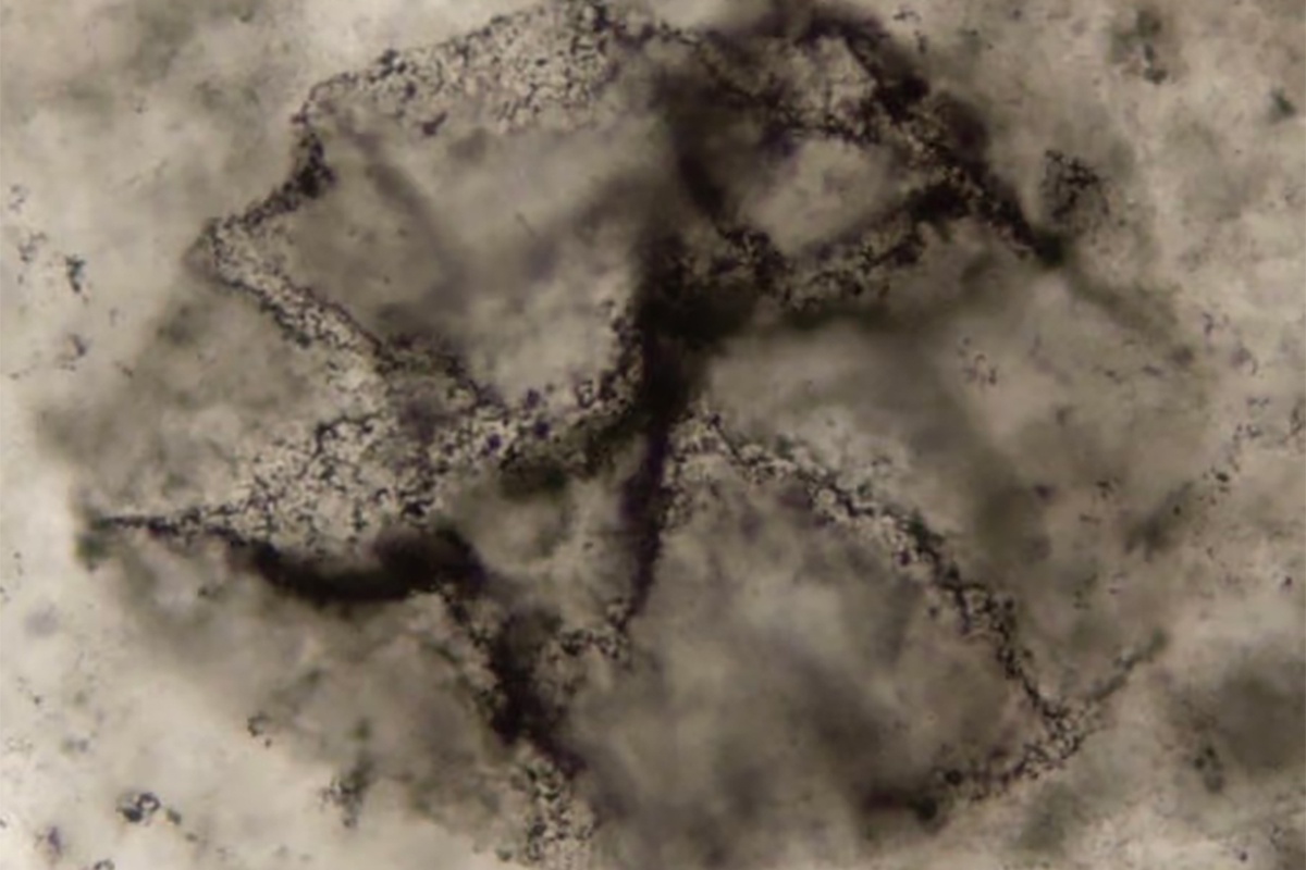 Черные точки на этом тонком срезе горной породы - это микробные структуры возрастом 2,5 миллиарда лет. Черные точки на этом тонком срезе горной породы - это микробные структуры возрастом 2,5 миллиарда лет.