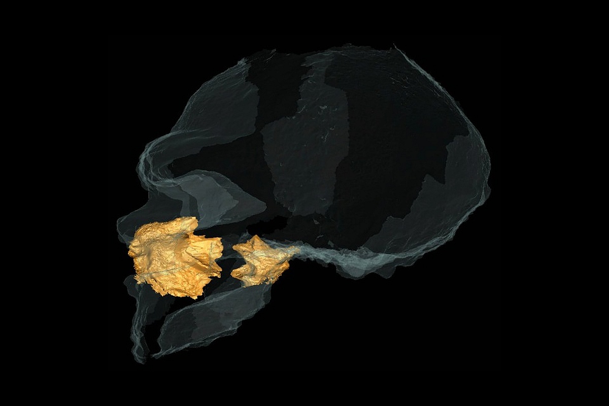 Исследование "человека из Альтамуры" ответило на вопрос: имел ли нос неандертальцев особое анатомическое строение. Исследование "человека из Альтамуры" ответило на вопрос: имел ли нос неандертальцев особое анатомическое строение.