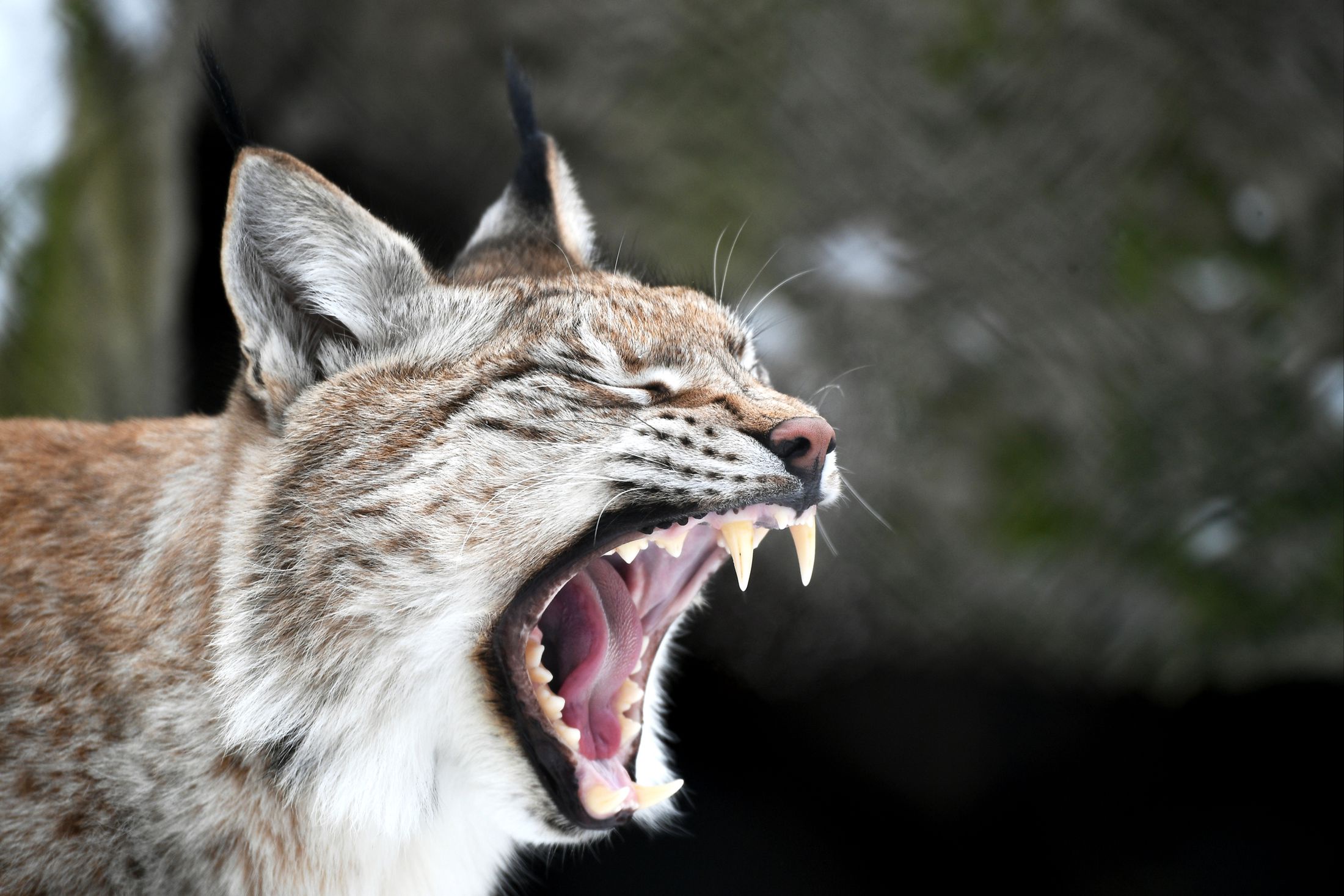 Евразийская рысь.