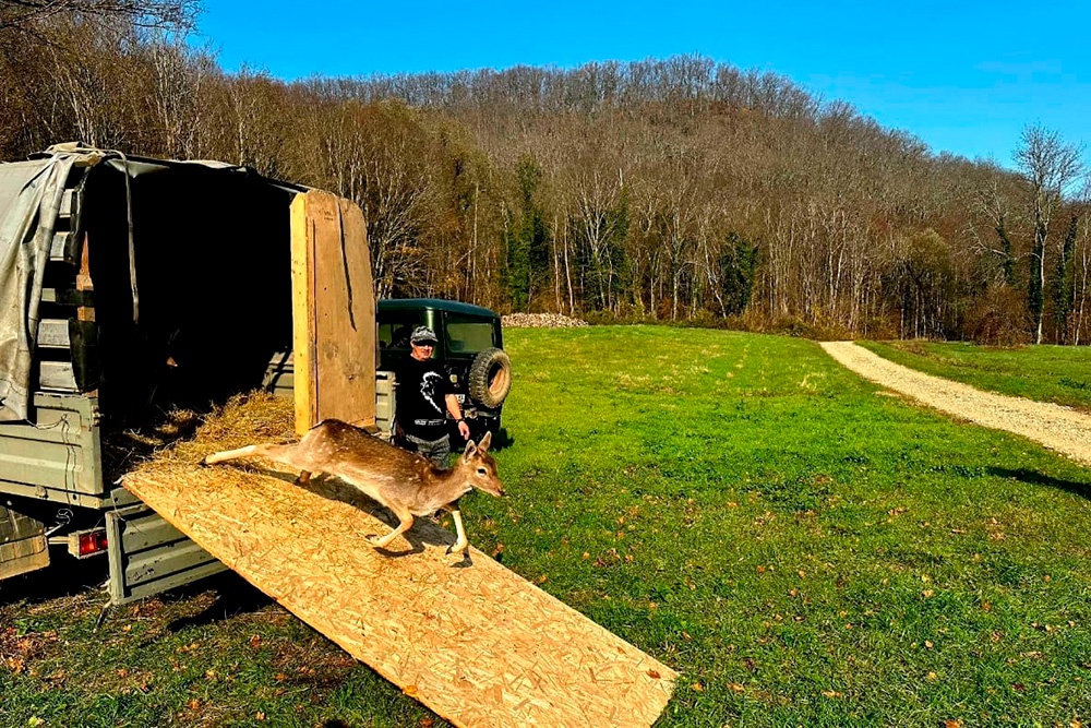 Восстановлением популяции европейской лани на Кубани занимаются с 2015 года.